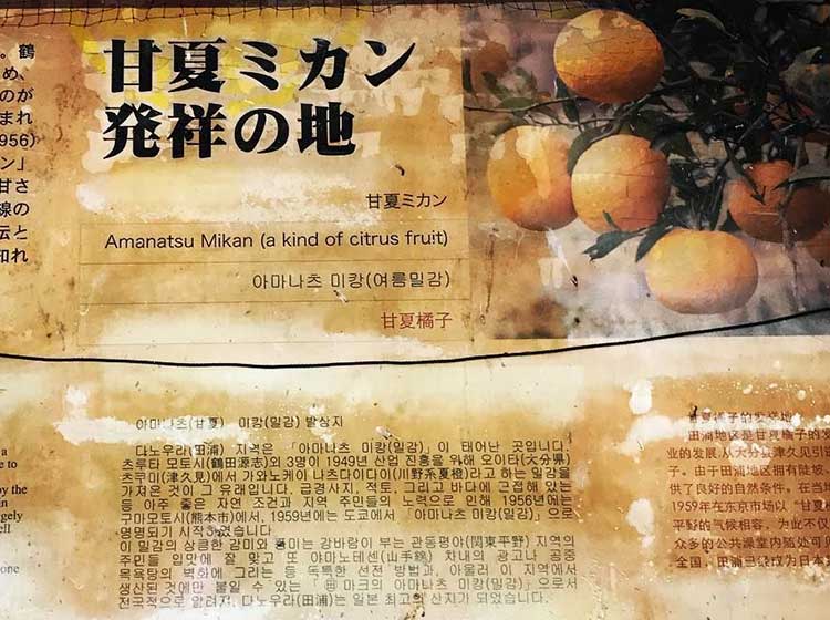 尾鷲甘夏栽培所以の地、熊本の田浦