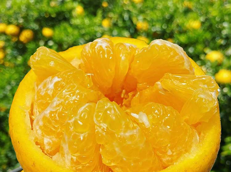 当園の甘夏ブランド「雨夏（あまなつ）」
